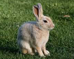 Rabbit Host Antibodies and Antigens